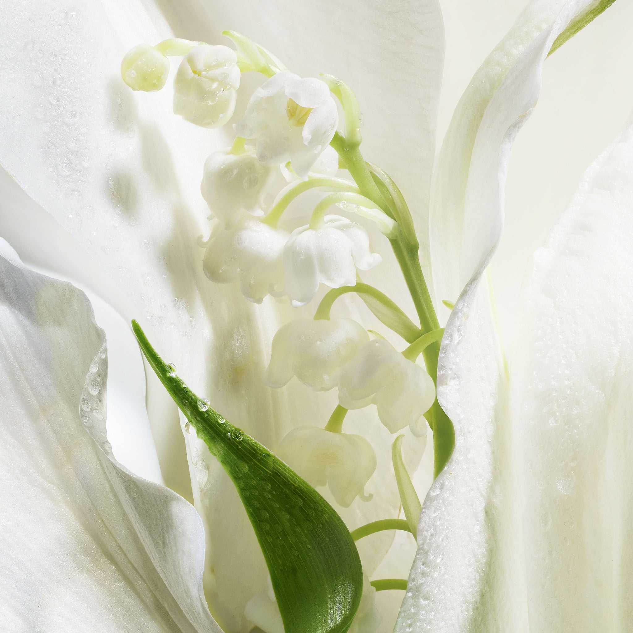 Lucky by Dior – Elegant White Floral Eau de Parfum (Unisex) - Savvy Steals